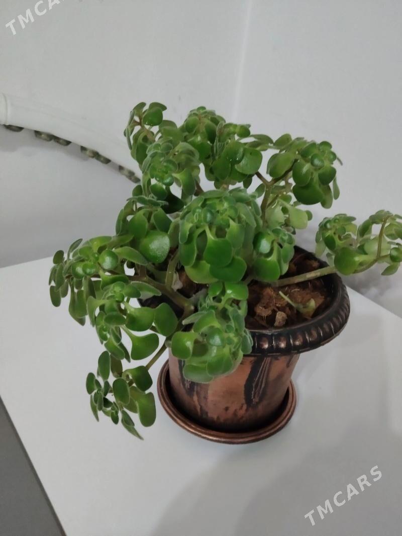 Дерево любви - Aşgabat - img 1