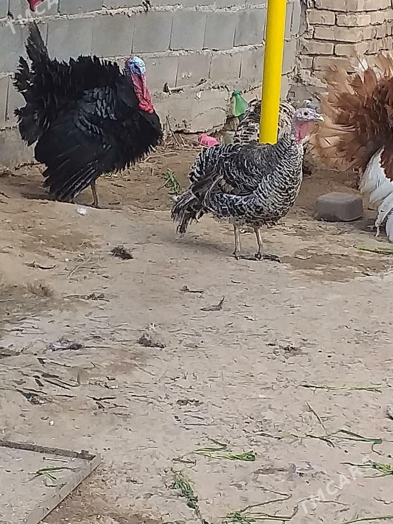 İnduk - Tejen - img 1