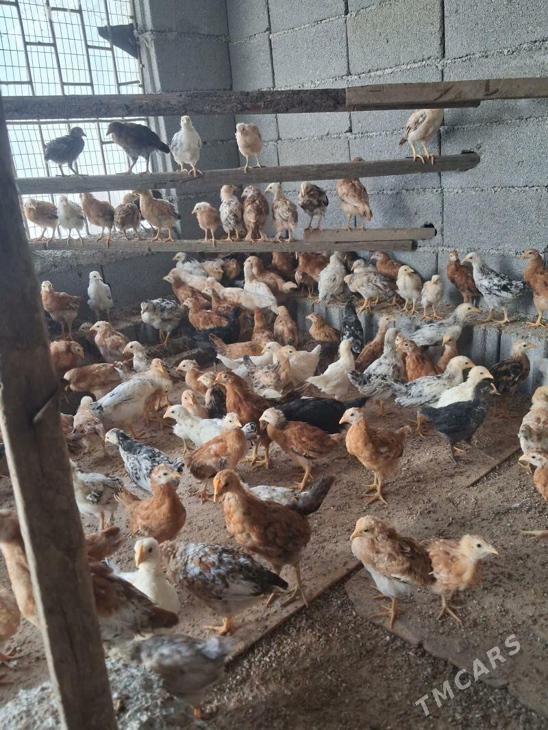 Lohman Adler - Бузмеин - img 1