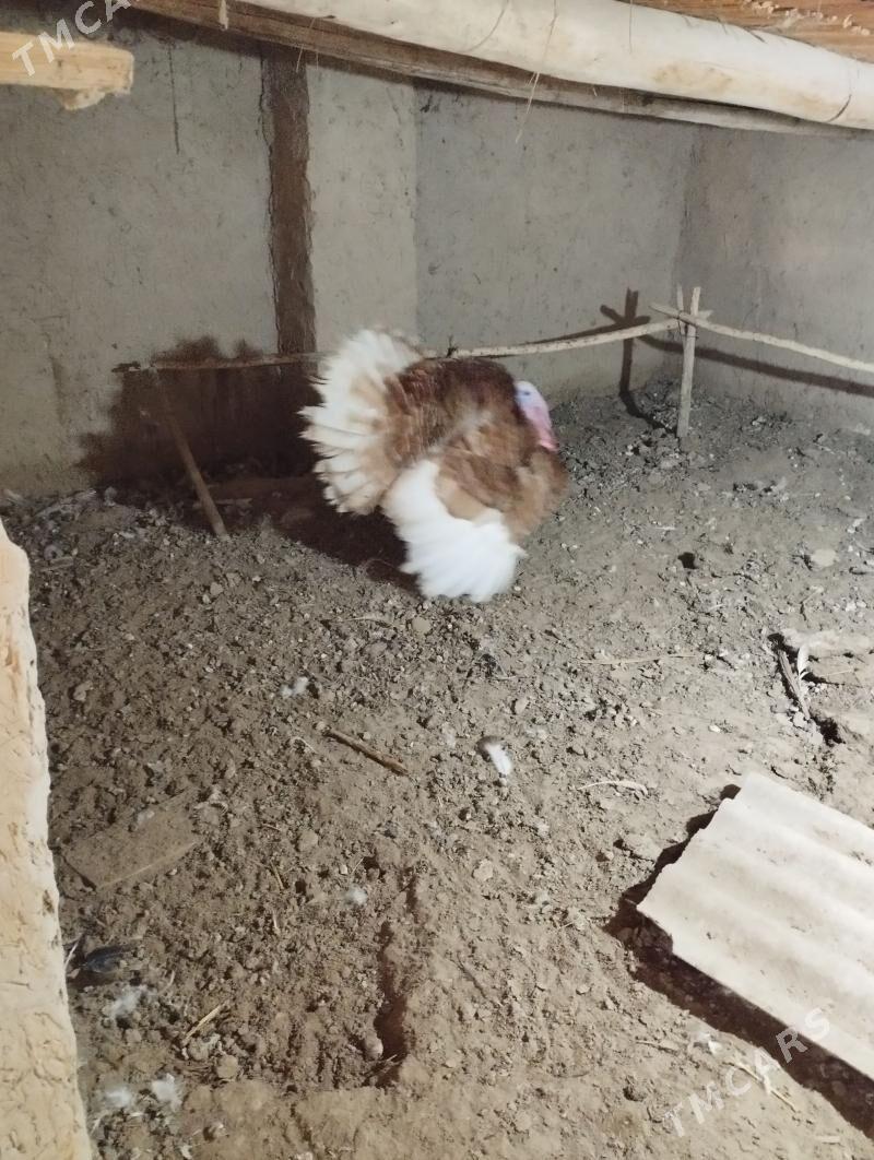 Erkek induk - Murgap - img 1