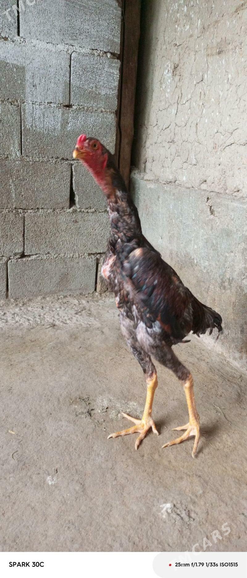 Taşkent - Бахарден - img 1