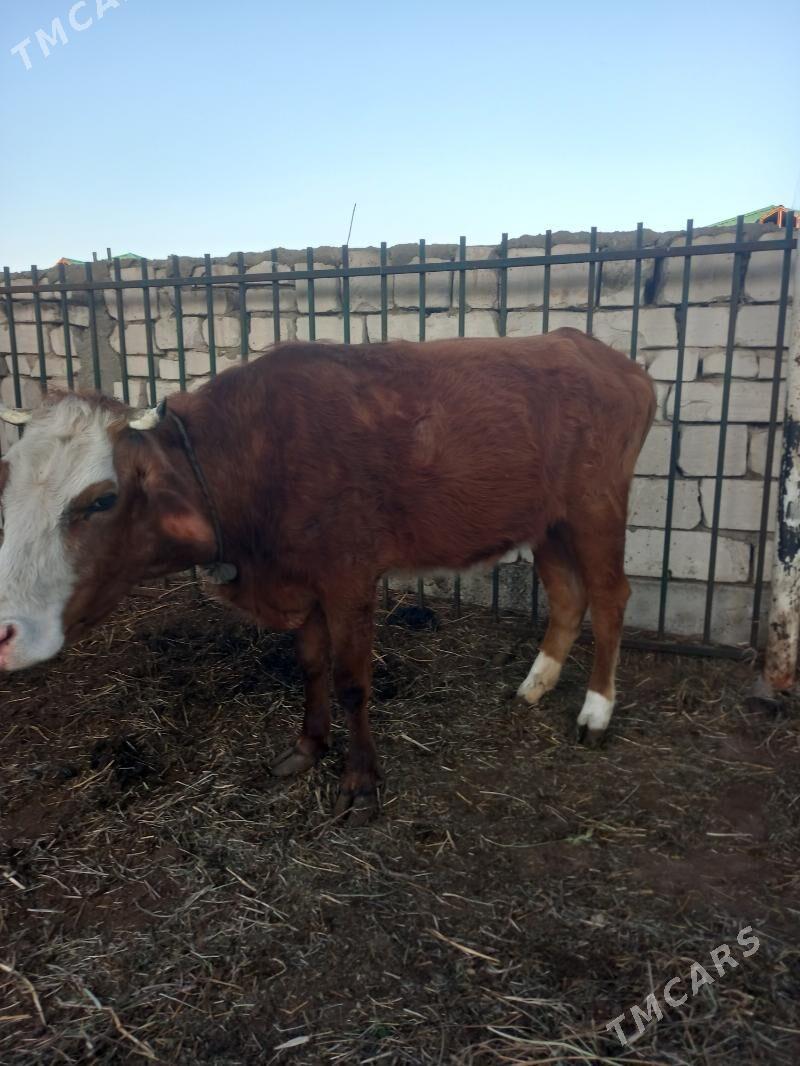 sygyr - Гёкдепе - img 1