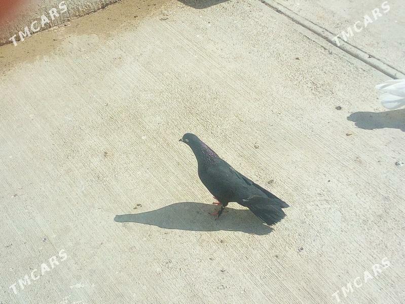 Kepderi - Çoganly - img 1