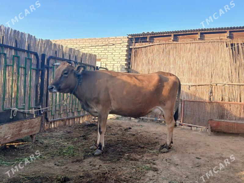 Satlyk - Wekilbazar - img 1