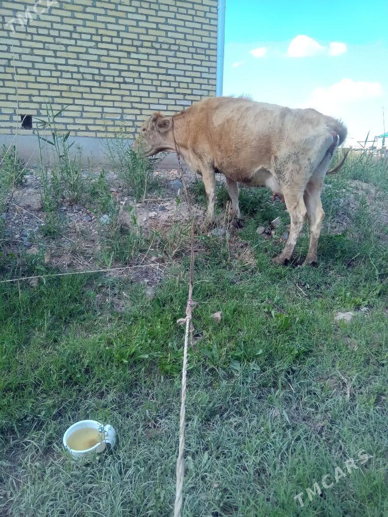 goleli sygyr - Бабадайхан - img 1