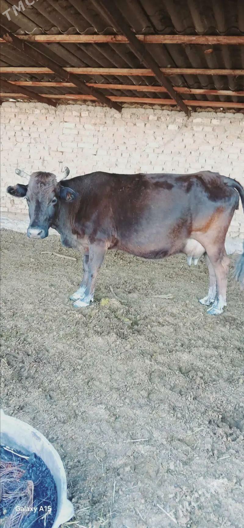 sygyr sagylýan - Bäherden - img 1