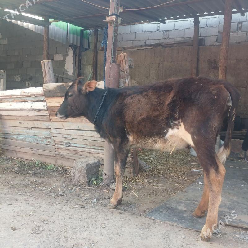 GOLE - Бузмеин - img 1