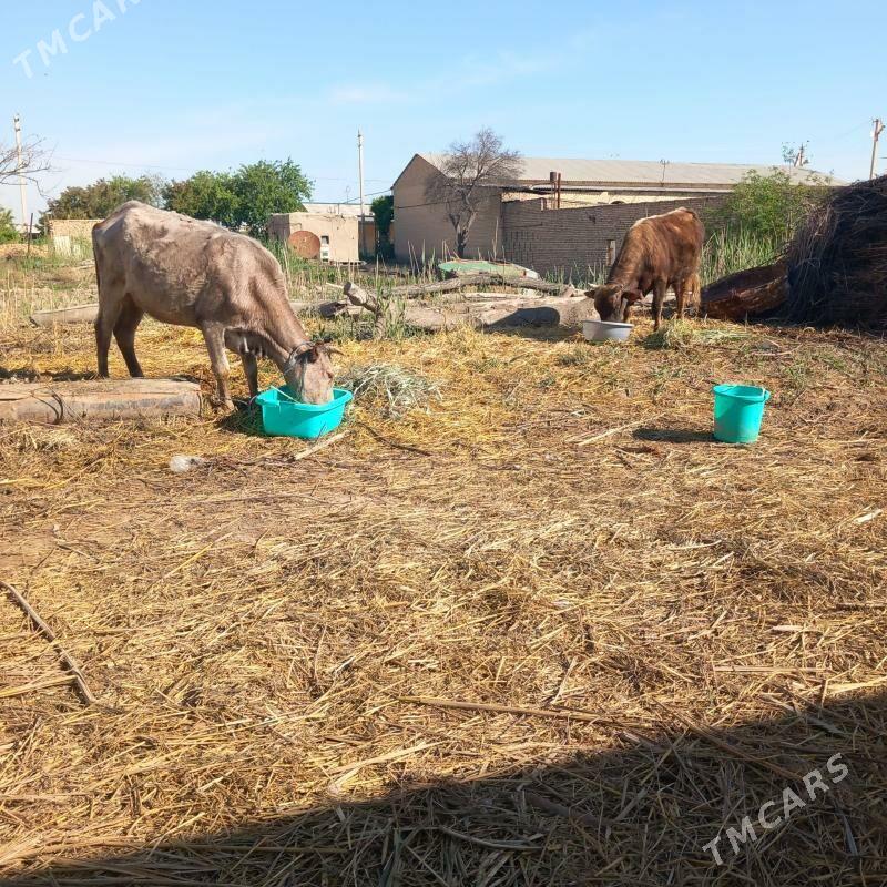 Okuz Sygyr - Гарабекевюл - img 1