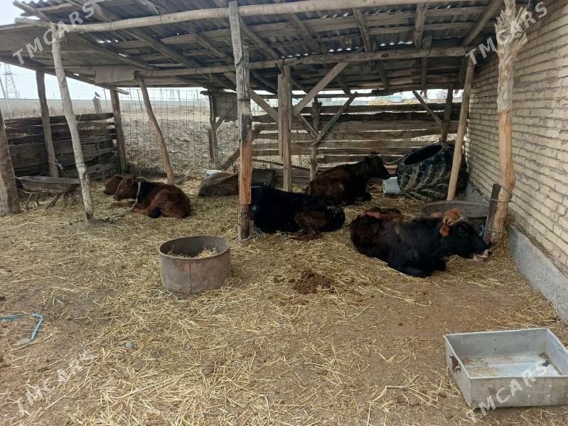 Unajynlar - Фарап - img 1