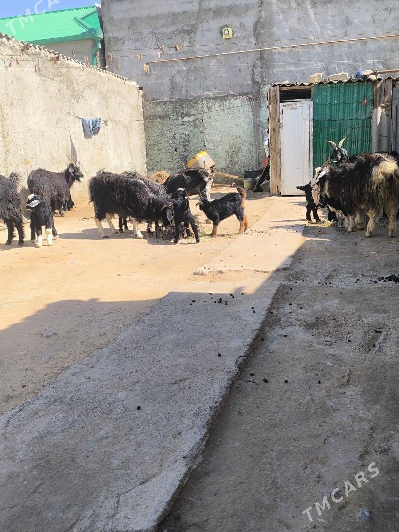 owlakly geciler - Ýalkym - img 1