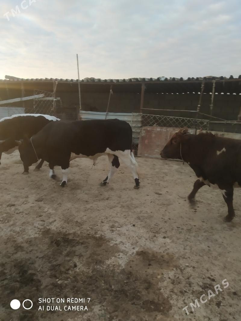 öküzler - Туркменбаши - img 1