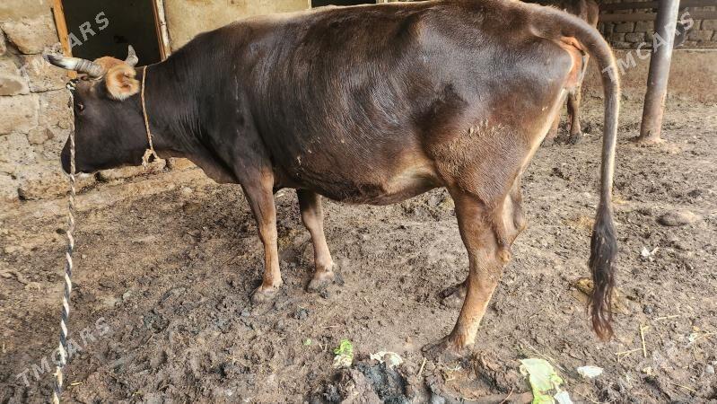 sygyr - Ашхабад - img 1