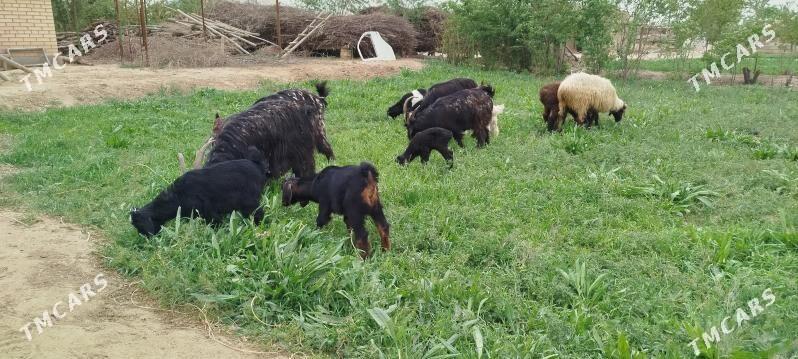 Ekiz owlakly geçi - Мургап - img 1