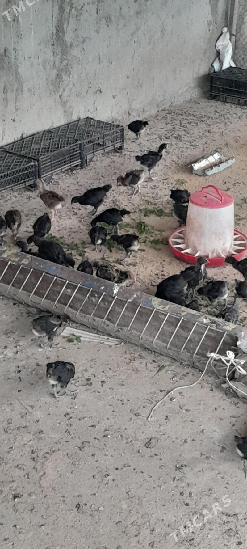 Towuk juje - Ашхабад - img 1