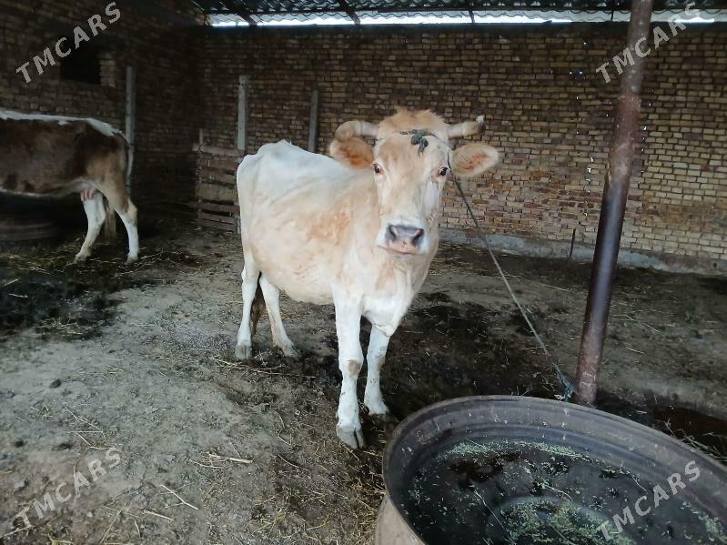 Sygyr - Гёкдепе - img 1