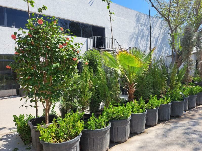 Деревья Baglar - Ашхабад - img 1