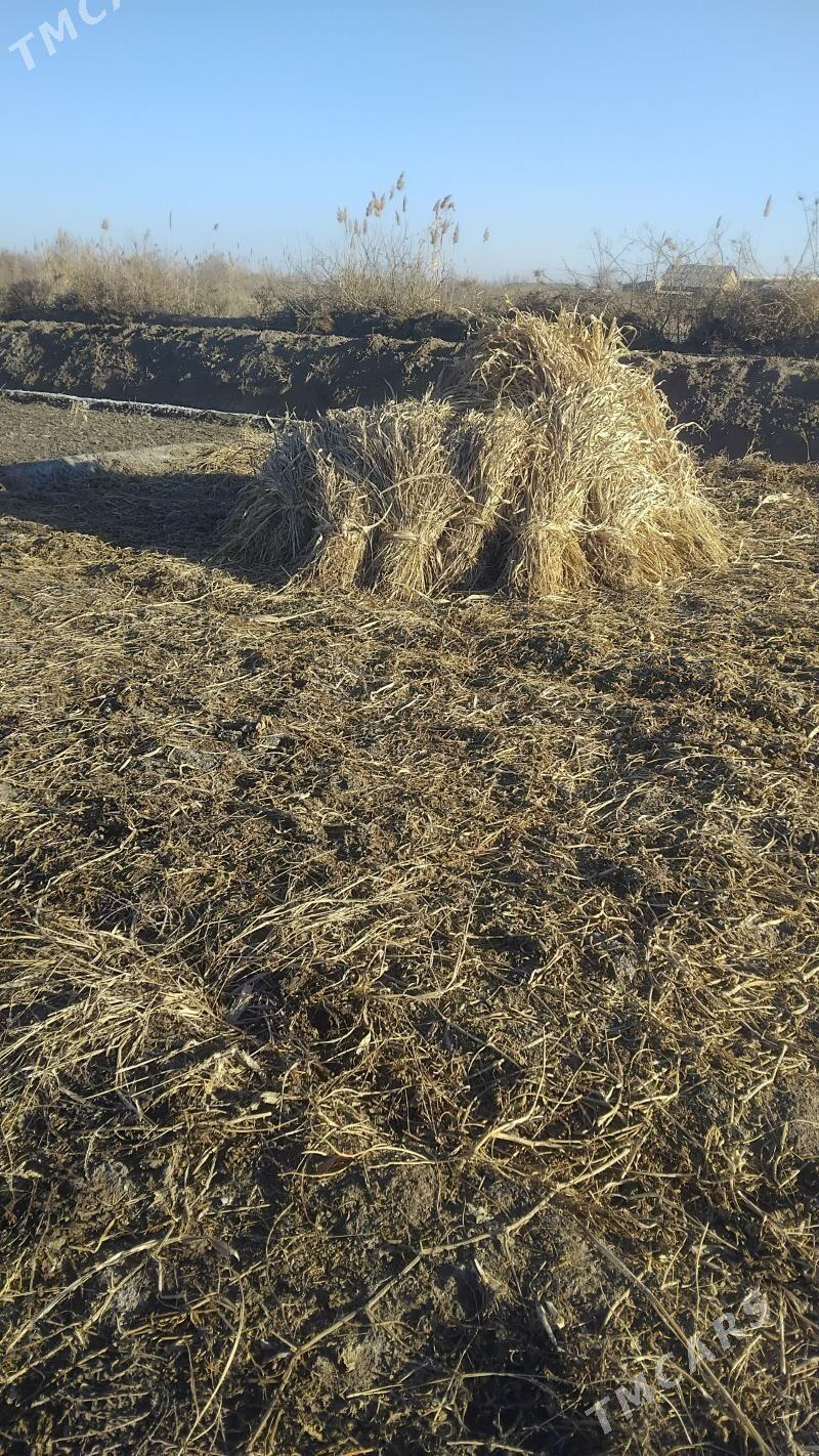 Мал оты.Жовен, суданка - Daşoguz - img 1