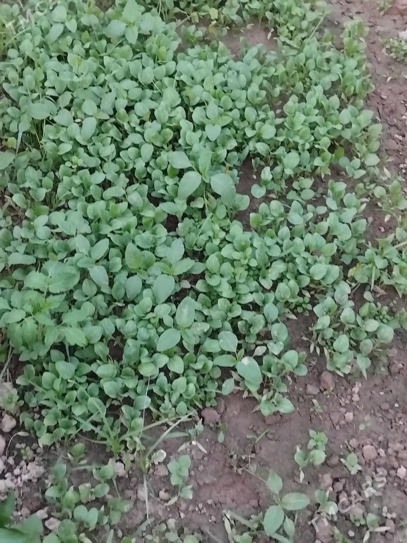 nahal - Чарджоу - img 1