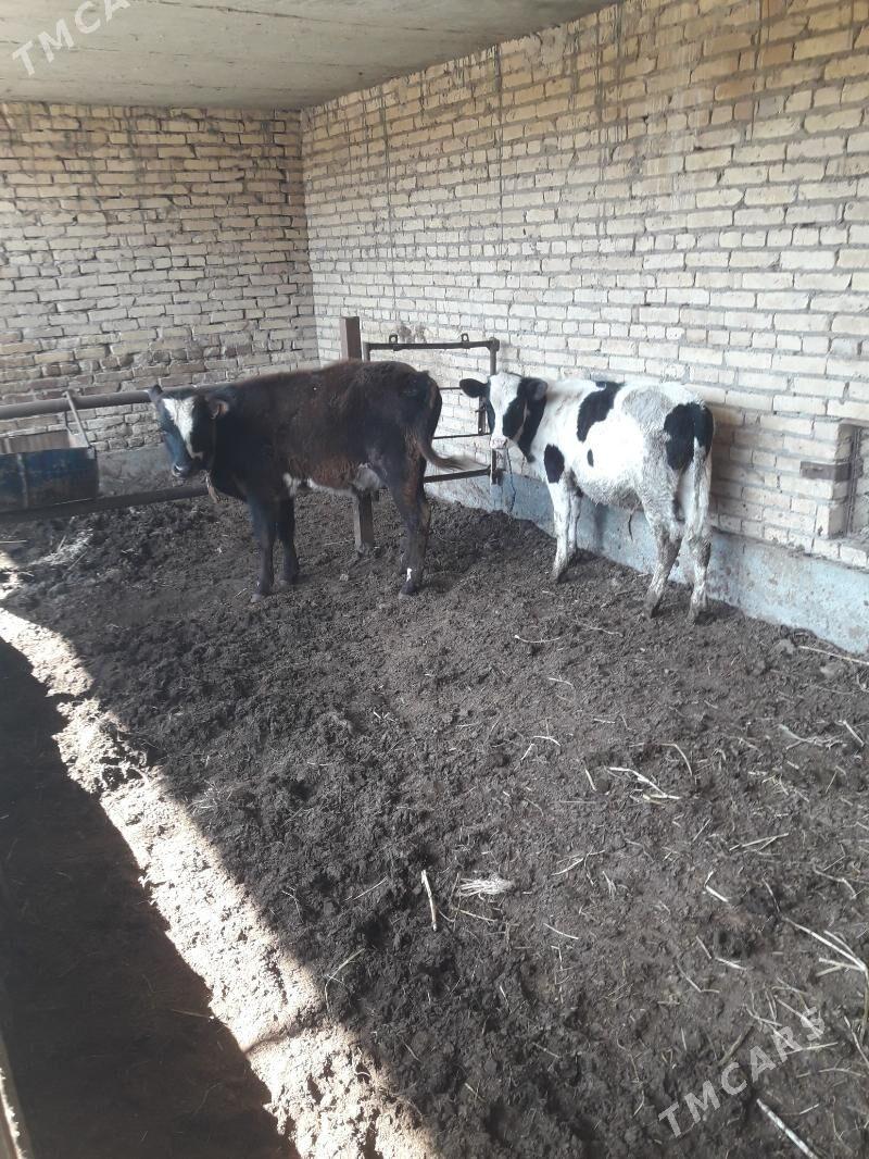 okuzler - Чарджоу - img 1