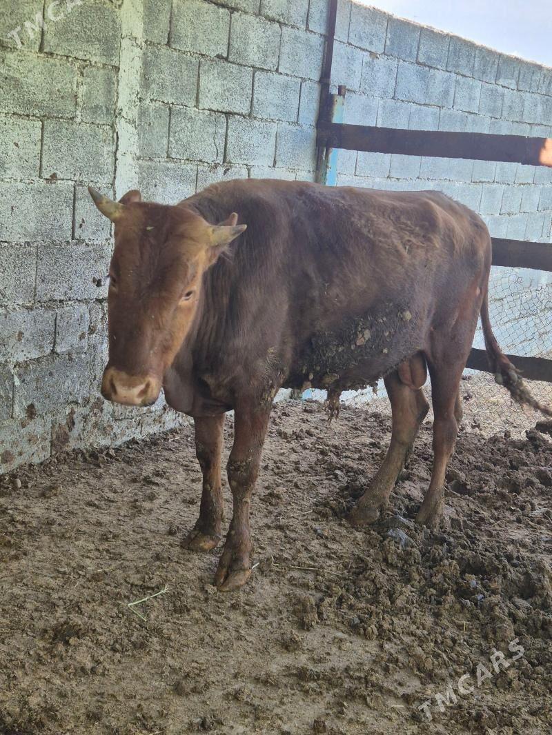 okuz - Aşgabat - img 1