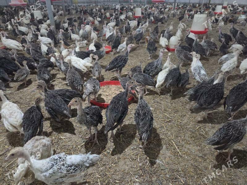 indyuk - Бабадайхан - img 1