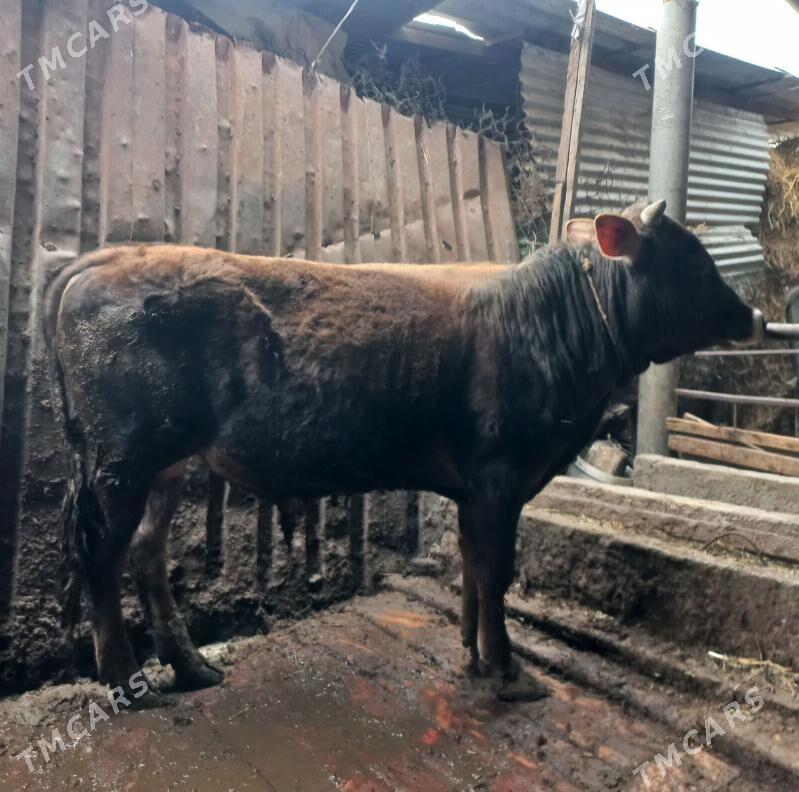 okuz - Ýaşlyk - img 1