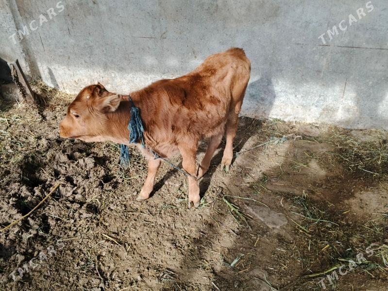 öküz - Теджен - img 1