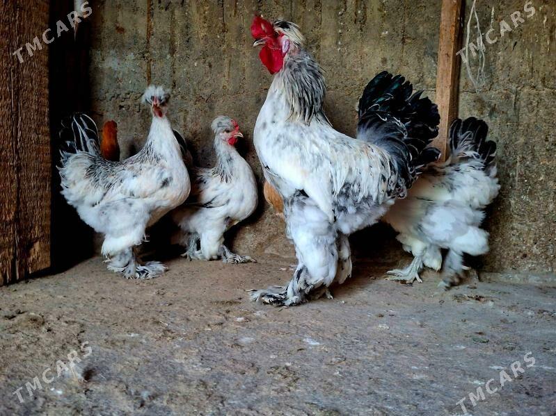 Towuk - Гёкдже - img 1