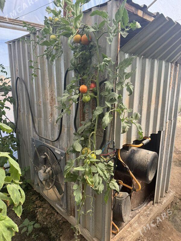 yyladyshana - Мургап - img 1