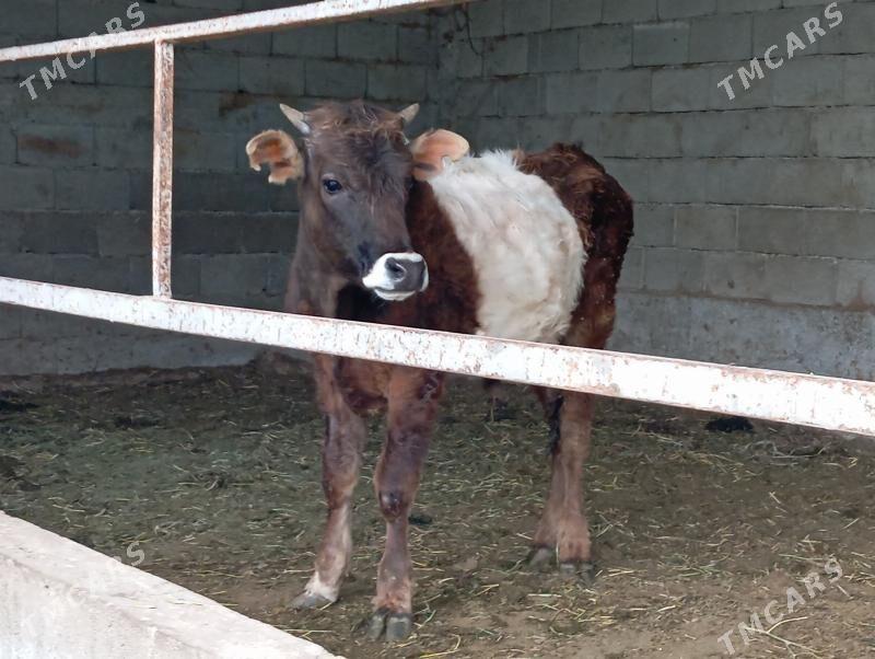 Окуз - Гёкдепе - img 1