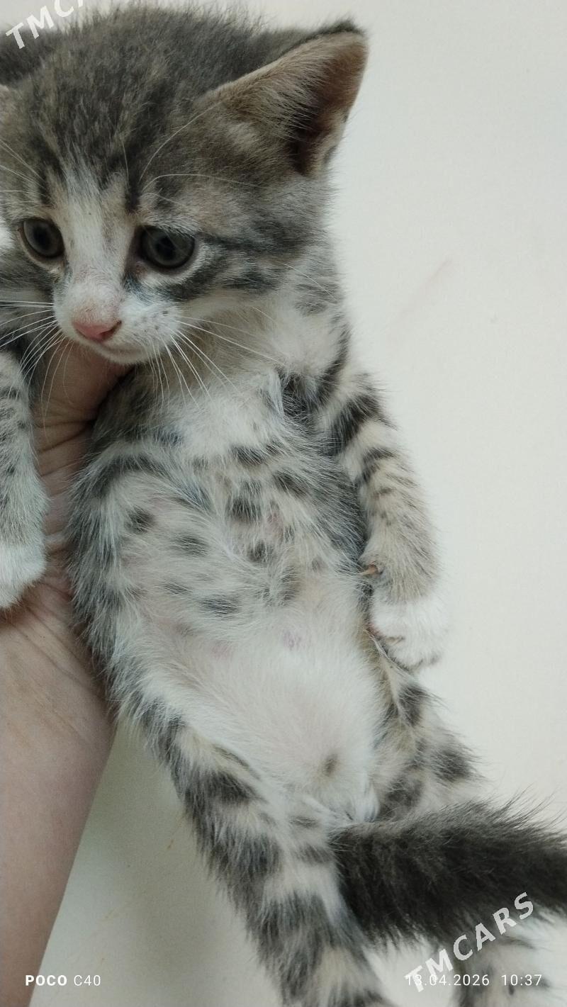 Pişik - Balkanabat - img 1