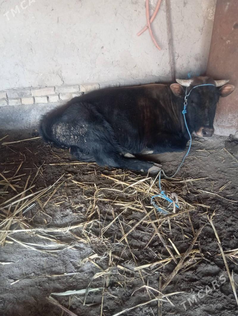 okuz - Дашогуз - img 1