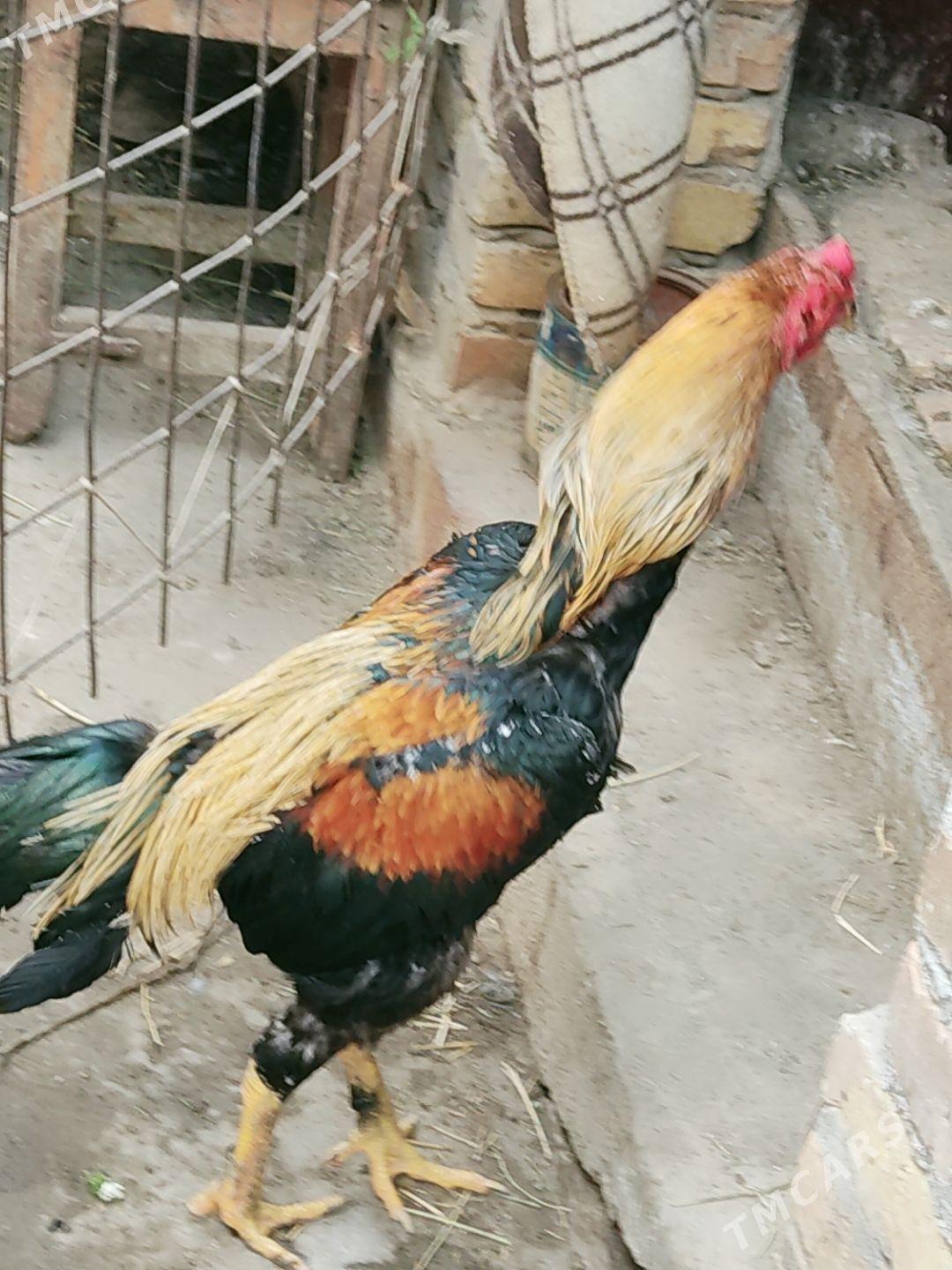 horazlar - Туркменабат - img 1