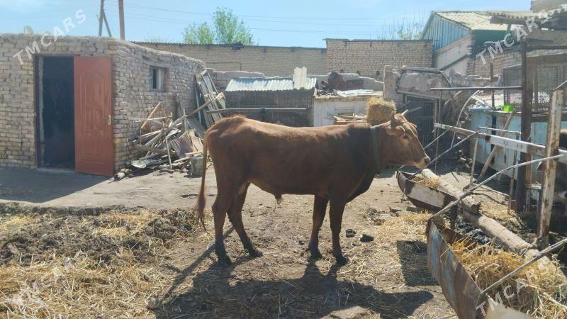 iki öküz - Чарджоу - img 1
