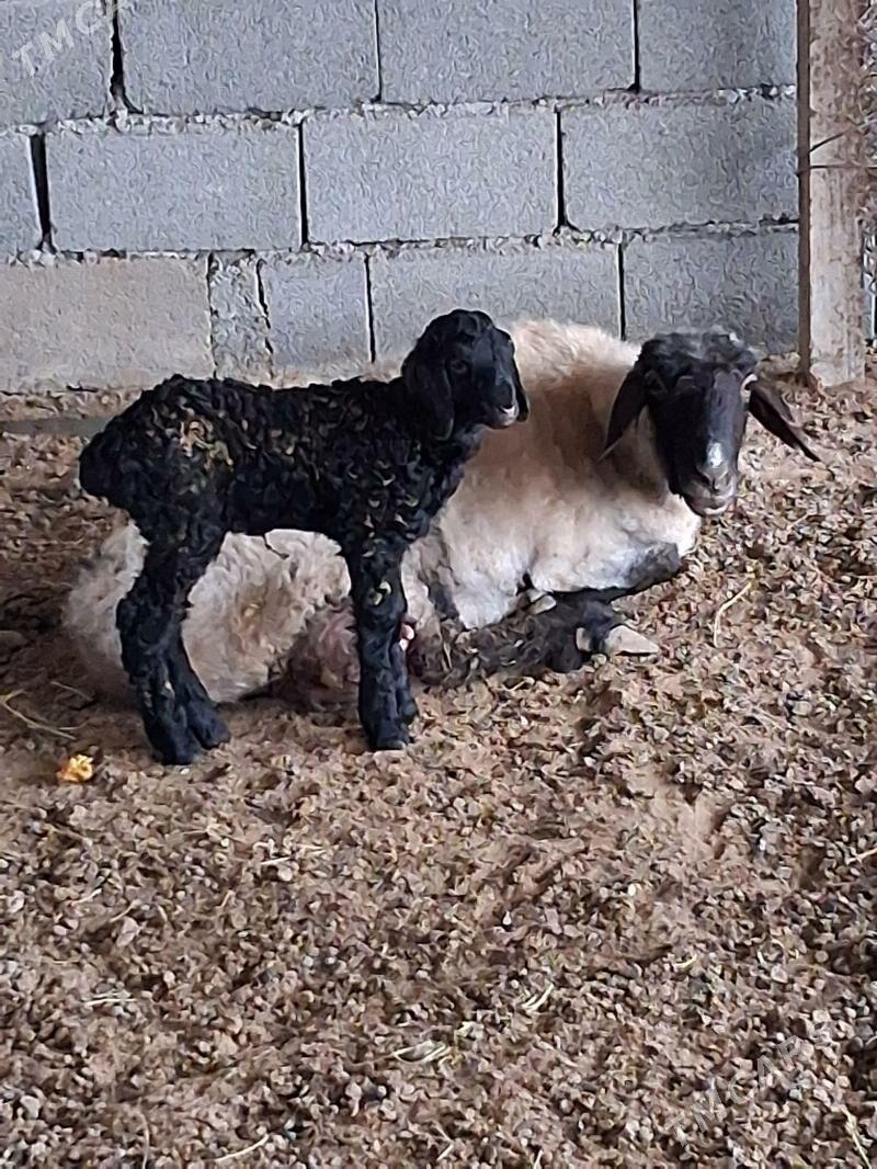 guzuly goýun - Бузмеин - img 1