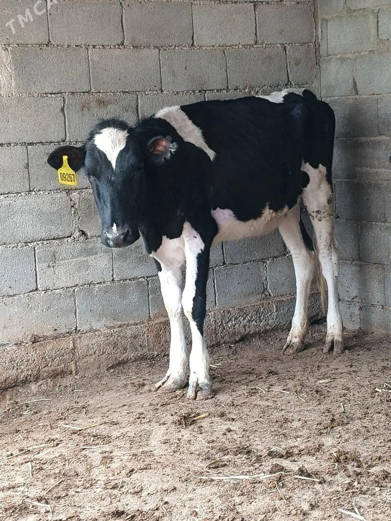 Golişdeýin tüwe - Büzmeýin - img 1