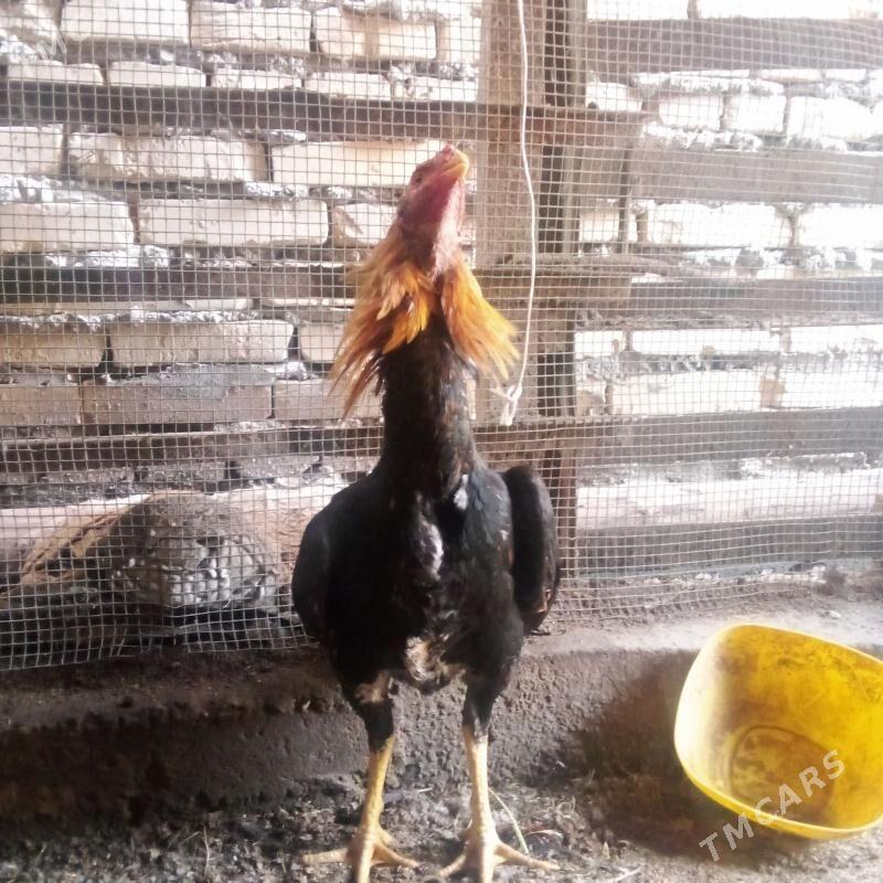 байсог - Туркменабат - img 1