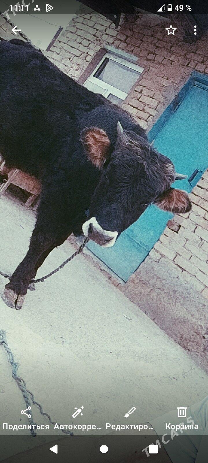 Ökuz - Kaka - img 1