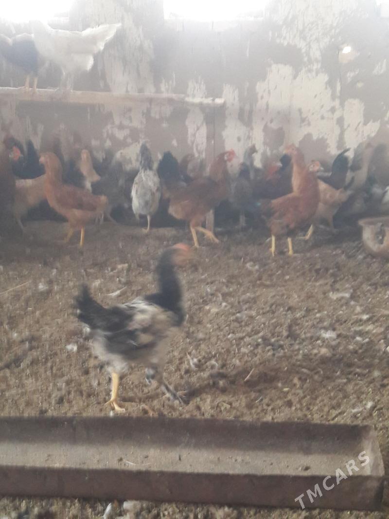 Towuk we horaz - Сакарчага - img 1