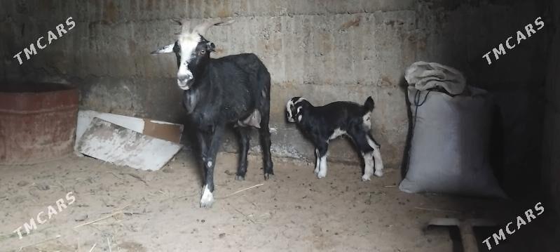 owlakly geci bogen - Гёкдепе - img 1