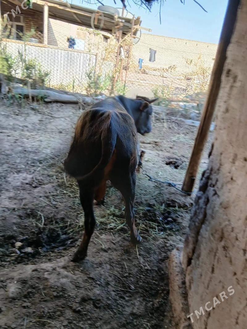 okuz - Дянев - img 1