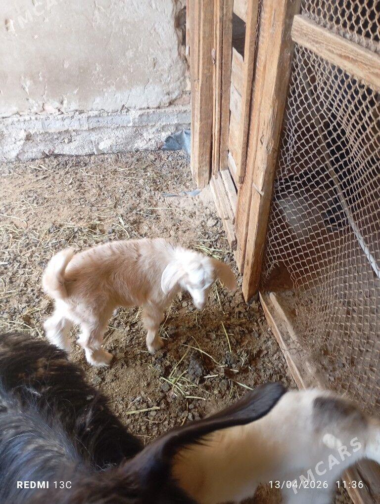 Ekiz owlakly geci - Mary - img 1