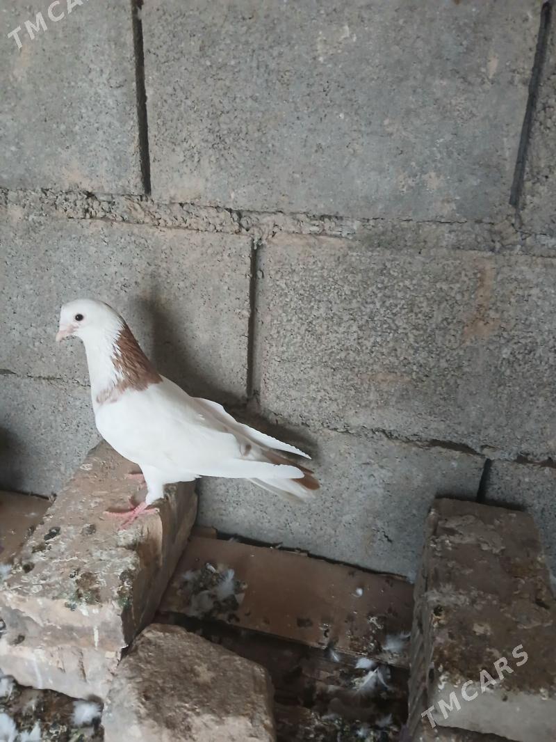 kepderi - Aşgabat - img 1