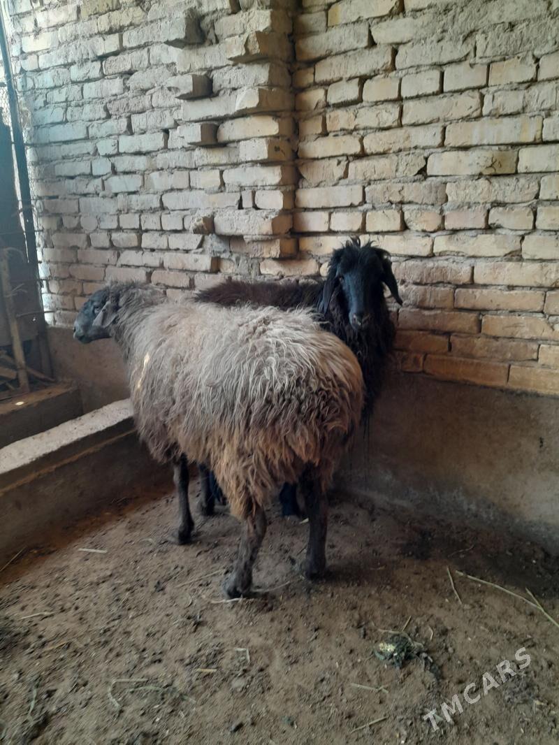 гойун бичилен гоч - Туркменабат - img 1