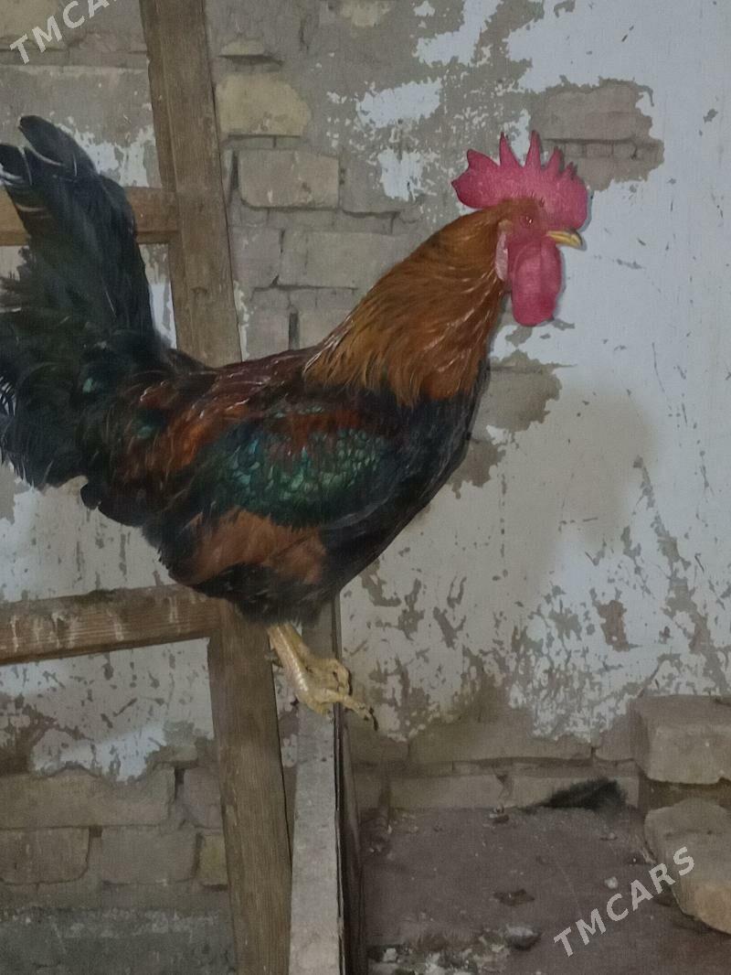 horaz - Kaka - img 1