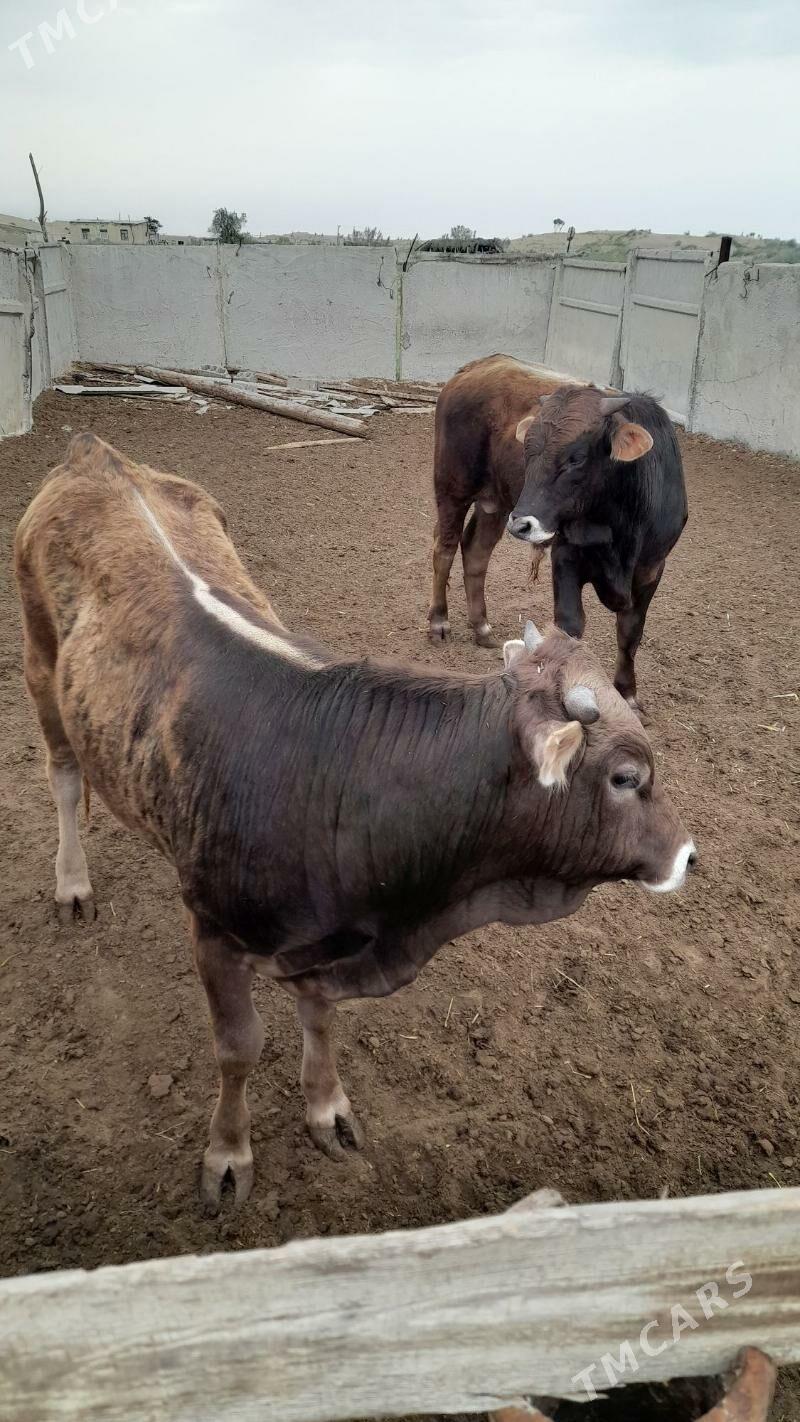 okuz - Gökdepe - img 1