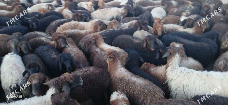 Guzuly goyun - Мары - img 1