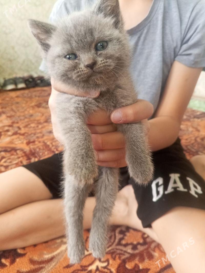 британско шотландские котята - Туркменабат - img 1