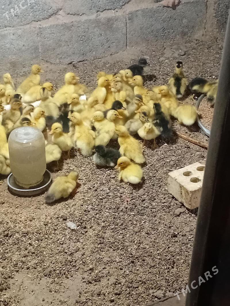 Ördek juje - Кака - img 1