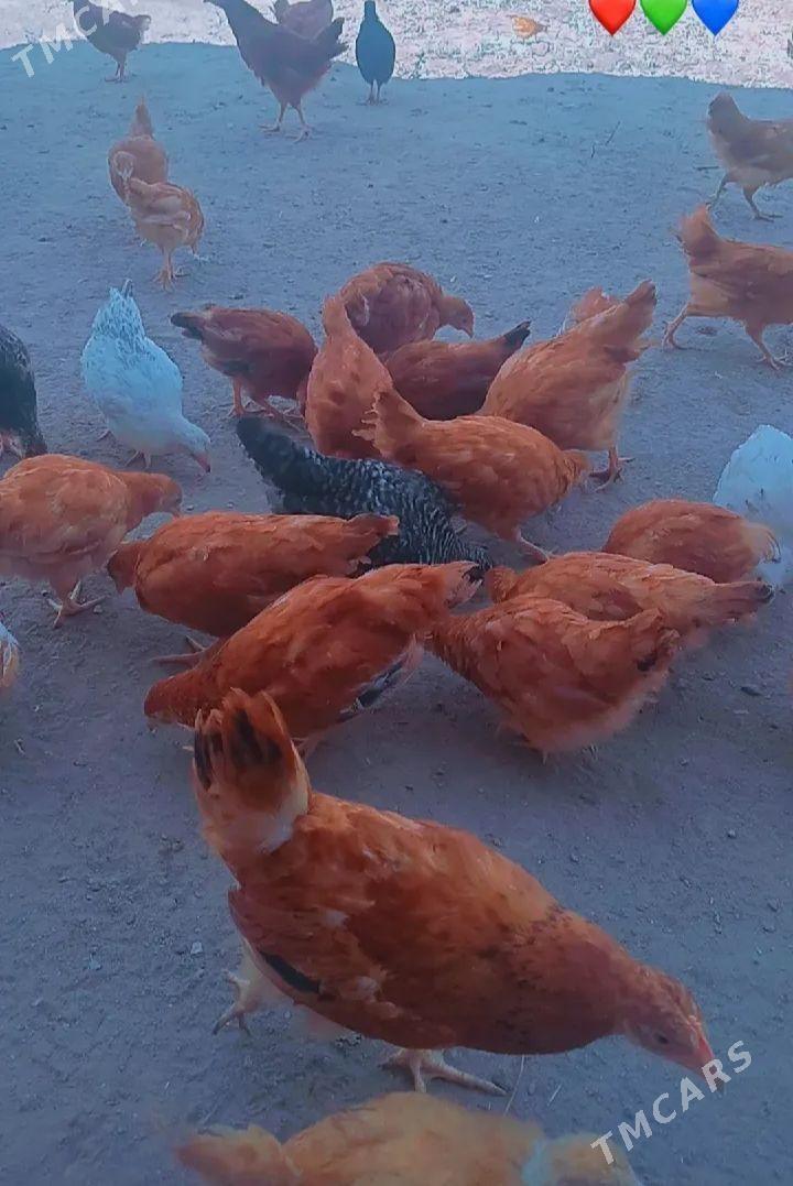 juyje - Daşoguz - img 1